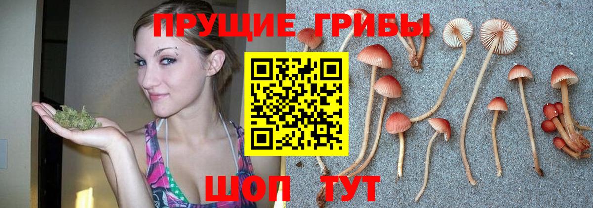 Псилоцибиновые грибы Psilocybine cubensis Волжск